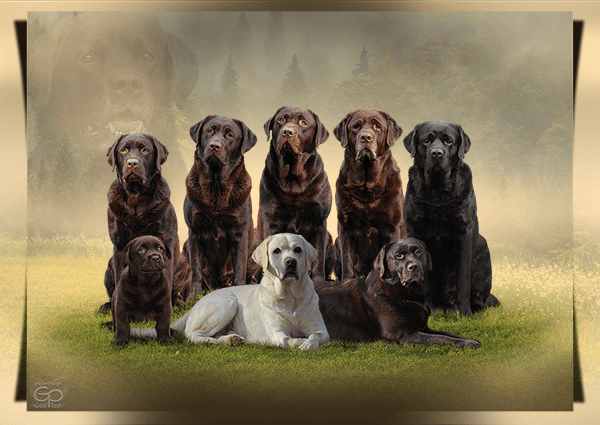 Heidelberg Hills Labradors