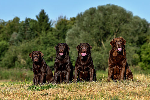 Heidelberg Hills Labradors
