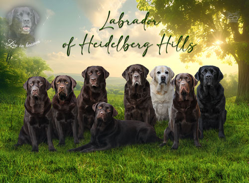 Heidelberg Hills Labradors