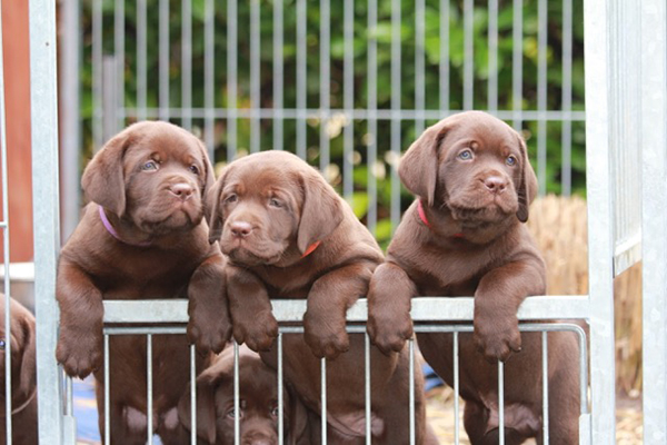 Heidelberg Hills Labradors