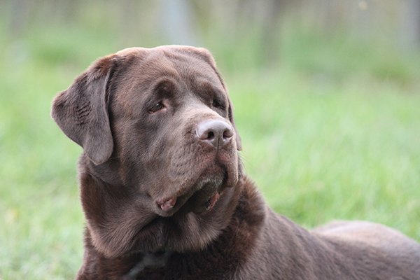 Heidelberg Hills Labradors