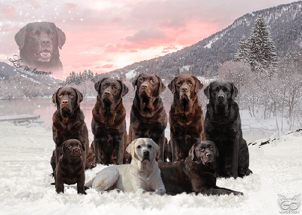 Heidelberg Hills Labradors