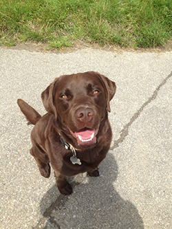 Heidelberg Hills Labradors