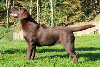 Heidelberg Hills Labradors