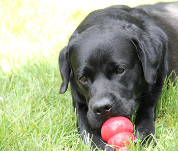 Heidelberg Hills Labradors