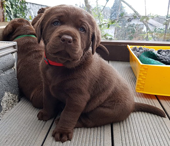 Heidelberg Hills Labradors