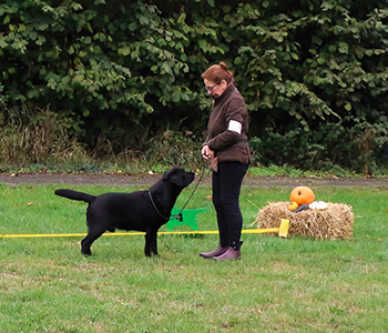 Heidelberg Hills Labradors