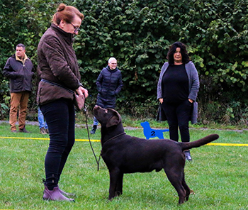 Heidelberg Hills Labradors