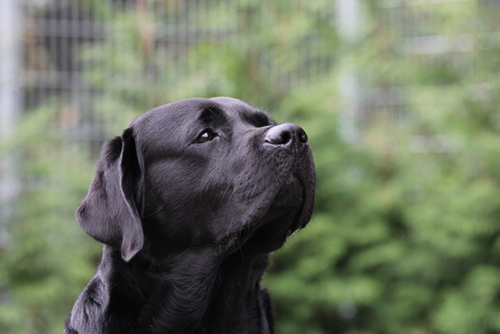 Heidelberg Hills Labradors