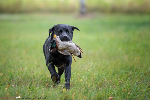 Heidelberg Hills Labradors