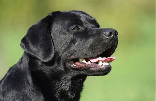 Heidelberg Hills Labradors