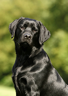 Heidelberg Hills Labradors