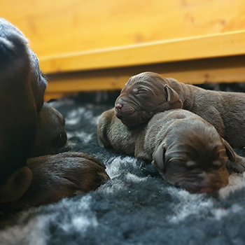 Heidelberg Hills Labradors