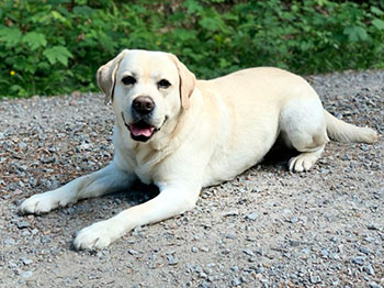 Heidelberg Hills Labradors