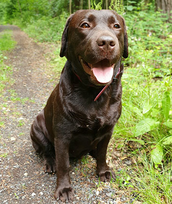 Heidelberg Hills Labradors