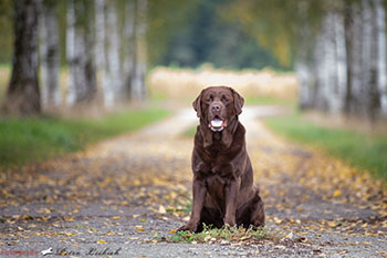 Heidelberg Hills Labradors