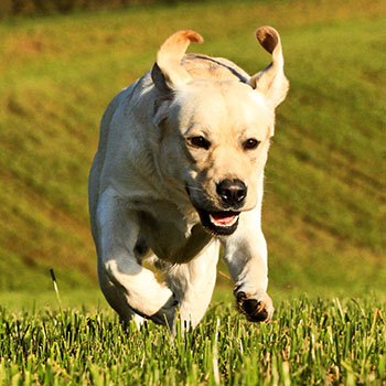 Heidelberg Hills Labradors