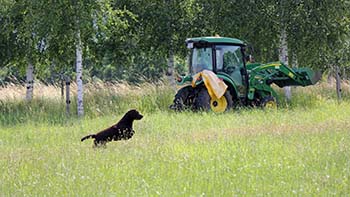 Heidelberg Hills Labradors