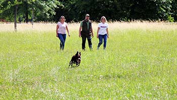 Heidelberg Hills Labradors