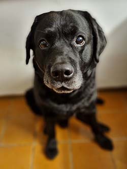 Heidelberg Hills Labradors