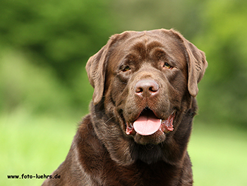 Heidelberg Hills Labradors