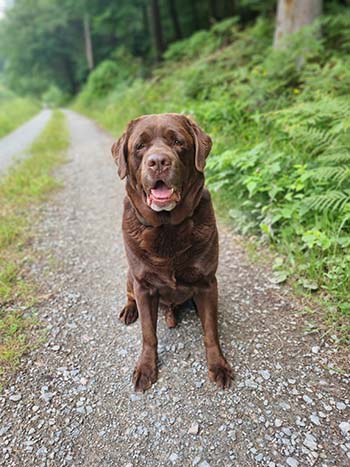 Heidelberg Hills Labradors