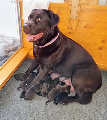 Heidelberg Hills Labradors