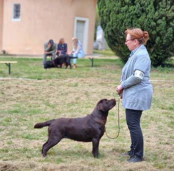 Heidelberg Hills Labradors