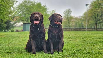 Heidelberg Hills Labradors