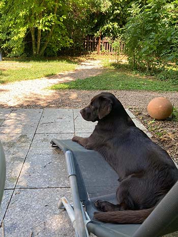 Heidelberg Hills Labradors