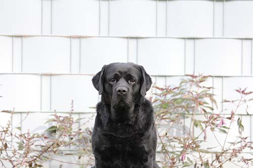 Heidelberg Hills Labradors