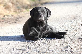 Heidelberg Hills Labradors