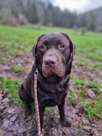 Heidelberg Hills Labradors