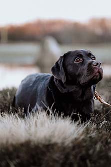 Heidelberg Hills Labradors