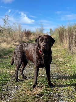 Heidelberg Hills Labradors