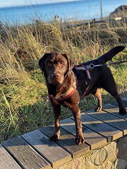 Heidelberg Hills Labradors