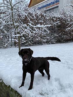 Heidelberg Hills Labradors