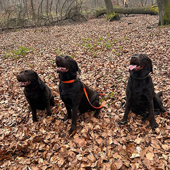 Heidelberg Hills Labradors