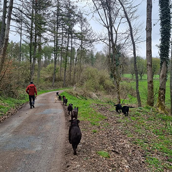 Heidelberg Hills Labradors