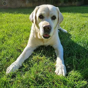 Heidelberg Hills Labradors