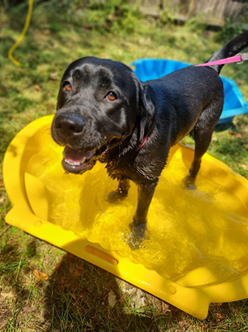 Heidelberg Hills Labradors