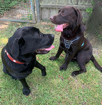 Heidelberg Hills Labradors