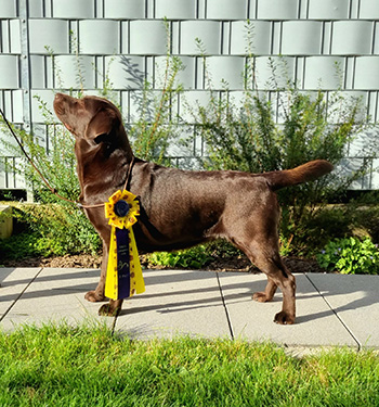 Heidelberg Hills Labradors