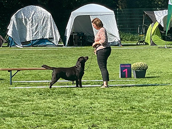 Heidelberg Hills Labradors