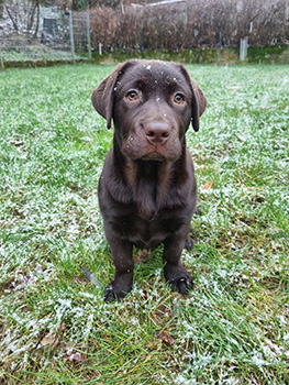 Heidelberg Hills Labradors