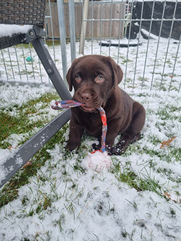 Heidelberg Hills Labradors