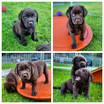 Heidelberg Hills Labradors