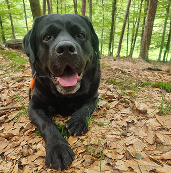 Heidelberg Hills Labradors