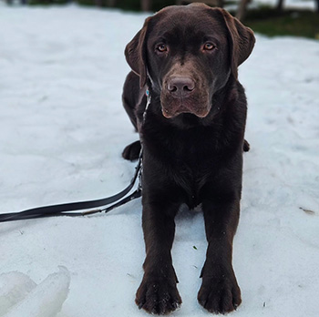 Heidelberg Hills Labradors