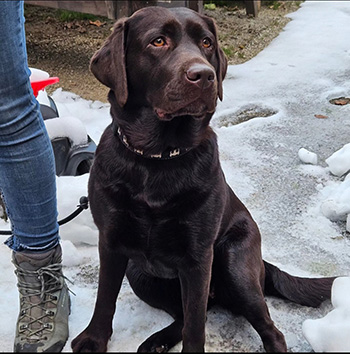 Heidelberg Hills Labradors